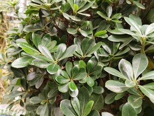 绿叶繁茂的海桐植物