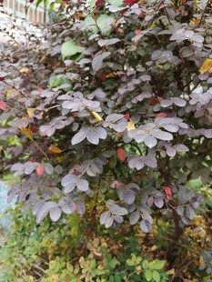 紫叶植物与红果景观