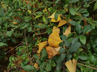 银杏落叶点缀翠绿枝叶