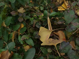 银杏叶飘落于绿植间
