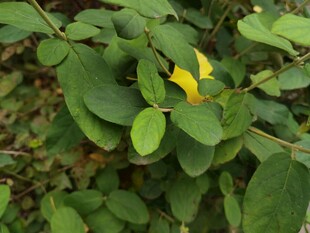 绿叶丛中一抹黄