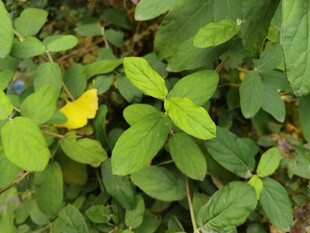 绿叶丛中的黄色小花