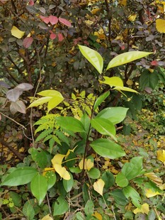 林间多彩植物生机盎然