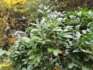 绿叶繁茂的植物景观