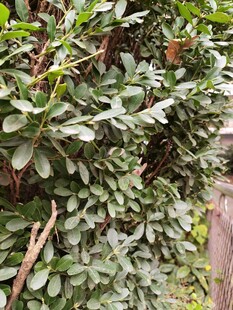 绿叶繁茂的灌木丛