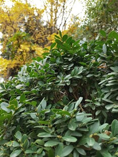 繁茂绿植展现自然生机