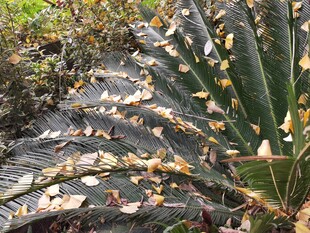 落叶铺地的绿植景观