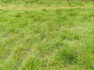 翠绿平整的户外草地