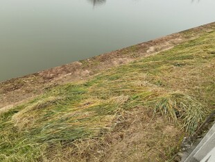 岸边草地与平静水面景色