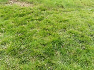 翠绿草地生机盎然