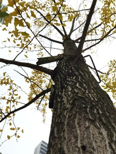 仰视粗壮银杏树树干