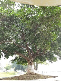 茂盛大树展现自然之美