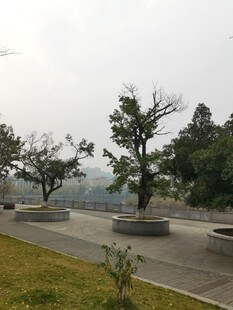 户外园林景观中的树木