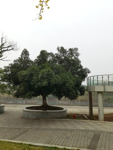 广场中的茂盛大树