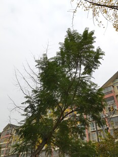 小区中的高大绿树