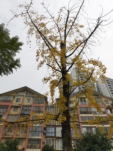 秋日黄叶树旁的居民楼