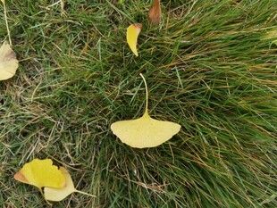 草地上的银杏落叶