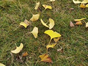 草地上的银杏落叶
