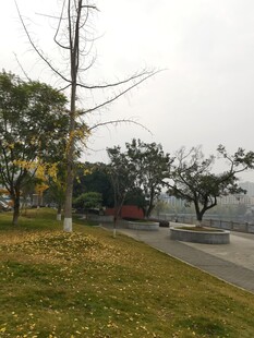 秋日公园静谧小路景色