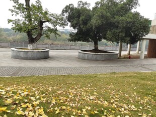 秋日公园落叶与树木景观