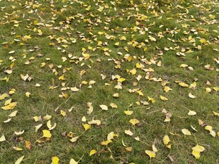 秋日草地落叶景致