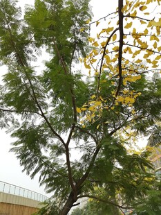 绿叶繁茂的树木