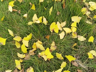 银杏落叶铺就秋日美景