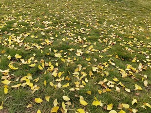 秋日草地落满金黄树叶