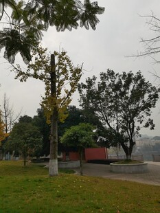 公园道路旁的绿树与建筑