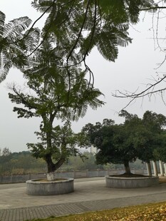 公园中的树木景观