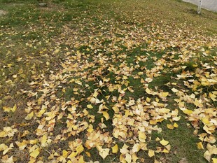 落叶铺地的秋日美景