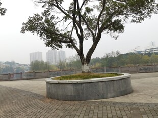 广场中的孤树景观