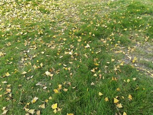 草地上散落的缤纷小花