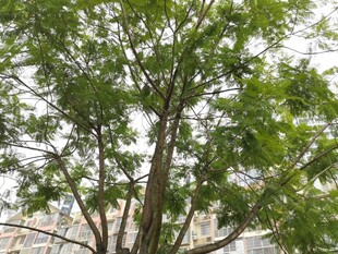 绿叶繁茂的高大树木