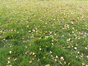 秋日草地散落金黄叶片