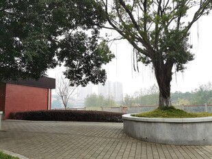 雨中公园一角景观