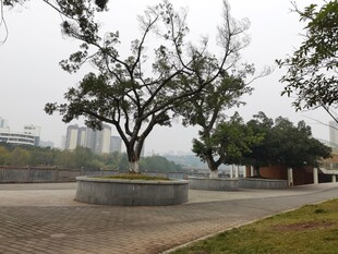 公园中的孤树立于石坛