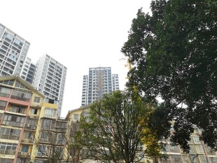 城市中的建筑与绿树景观