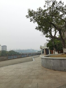 河边道路旁的大树景观