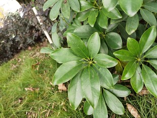绿叶繁茂的地面植物