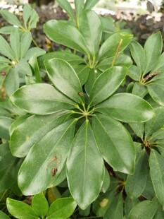 翠绿轮生叶植物特写