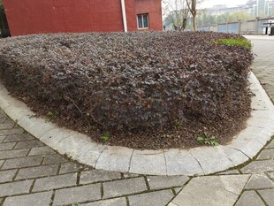 修剪整齐的棕色灌木丛