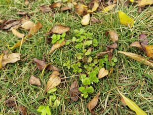 草地间的落叶与嫩绿植物
