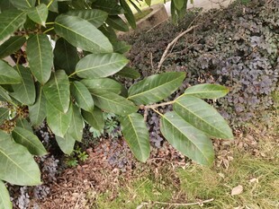 绿叶植物与地面景象