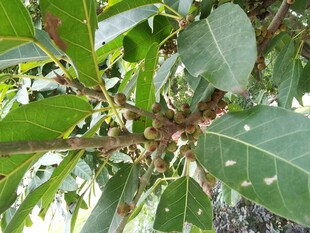 绿叶繁茂的植物枝干
