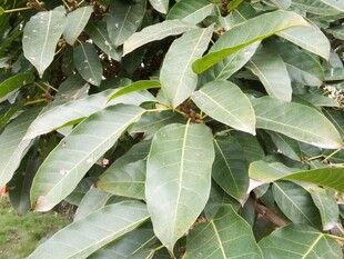 绿叶繁茂的植物特写