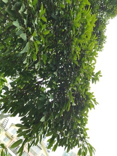 仰视葱郁繁茂的绿叶树冠