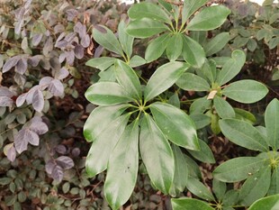 绿叶与紫叶植物景观