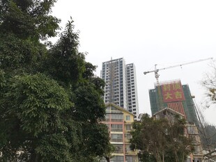 城市建筑与绿树景观