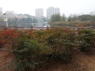 城市中的绿植景观